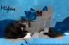 adoptable Cat in Flushing, NY named Mike