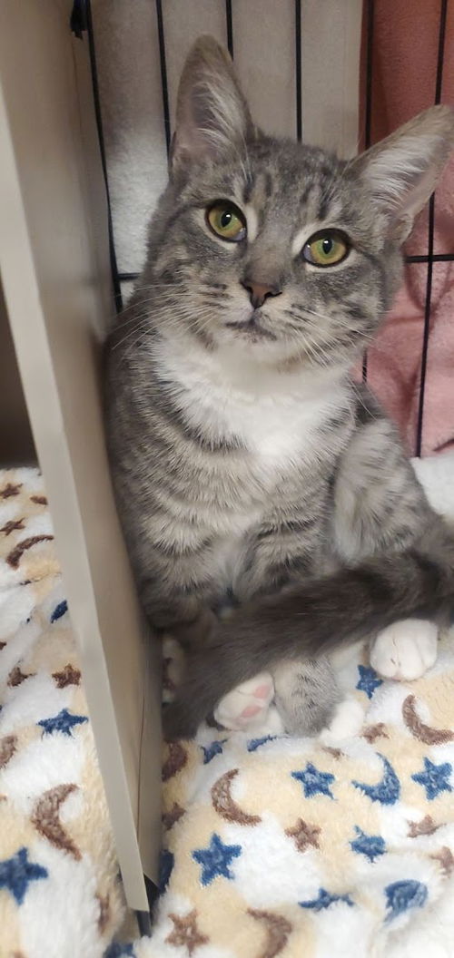 picture of the cat needing adoption