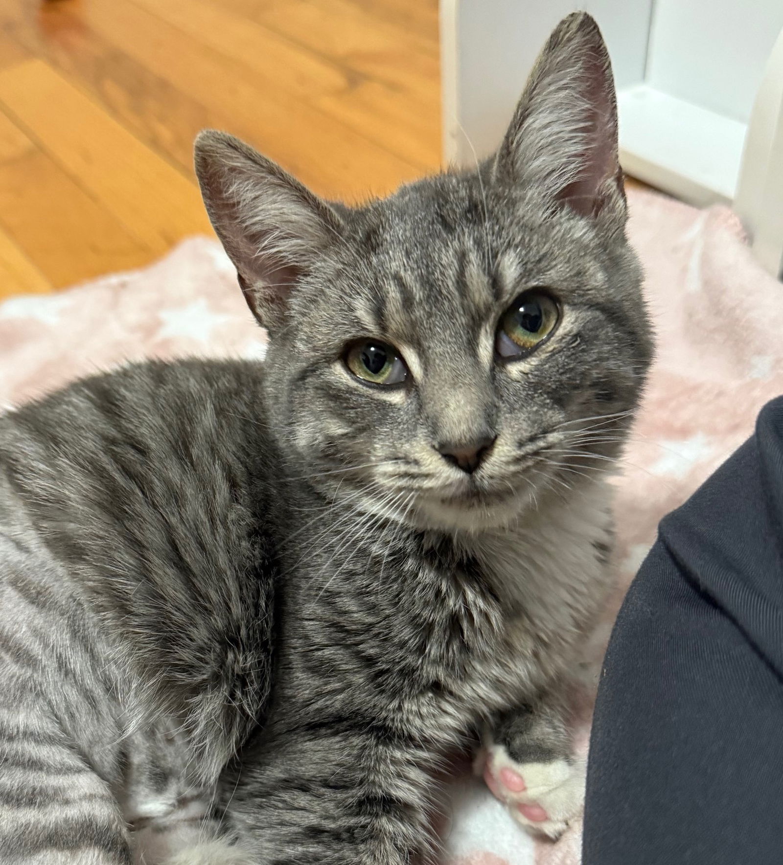 adoptable Cat in Flushing, NY named Kammy