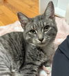 adoptable Cat in Flushing, NY named Kammy