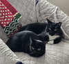 BUDDY - Photo 3