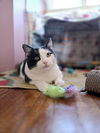 adoptable Cat in Flushing, NY named Jaspurr