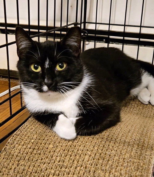 picture of the cat needing adoption