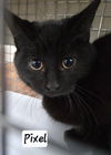 adoptable Cat in Flushing, NY named Pixel