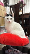 adoptable Cat in Flushing, NY named Winky Moo