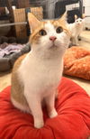 adoptable Cat in Flushing, NY named Pinky Pie