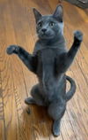 adoptable Cat in Flushing, NY named ASH (bonded pair with my sister Char)