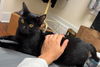 adoptable Cat in , NY named CHAR (bonded pair with my sister ASH)
