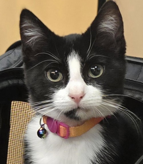 LEAF & BEAN - Domestic Short Hair available for adoption