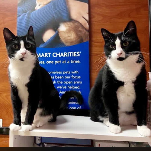 Leaf & Bean, Young Domestic Short Hair, cat for adoption in Danbury, Connecticut