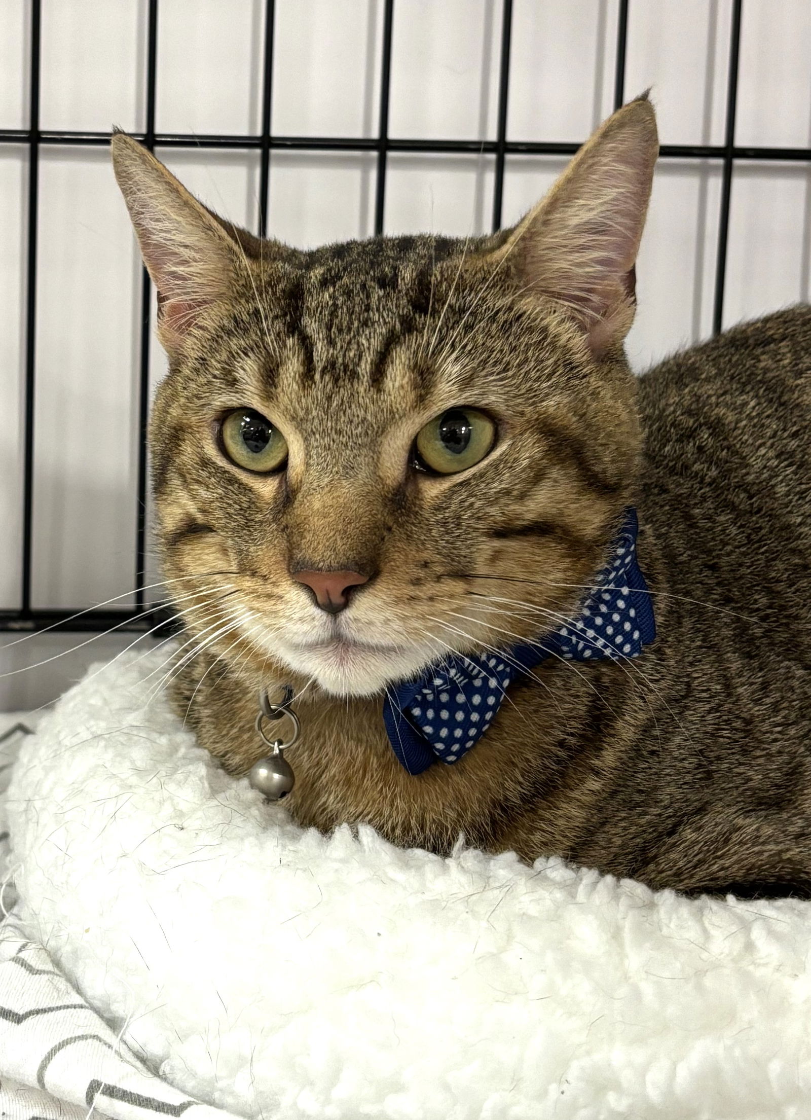 adoptable Cat in Flushing, NY named Chase