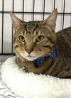 adoptable Cat in , NY named Chase