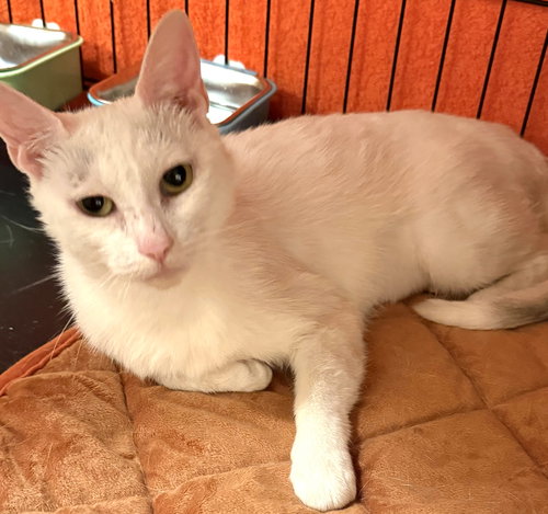 picture of the cat needing adoption