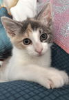 adoptable Cat in , NY named Olivia