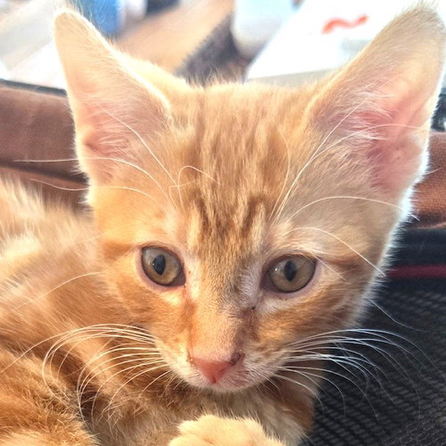 picture of the cat needing adoption
