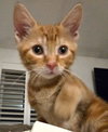 CLAWDE (Bonded with Mousie) - Photo 4