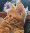 CLAWDE (Bonded with Mousie) - Photo 5