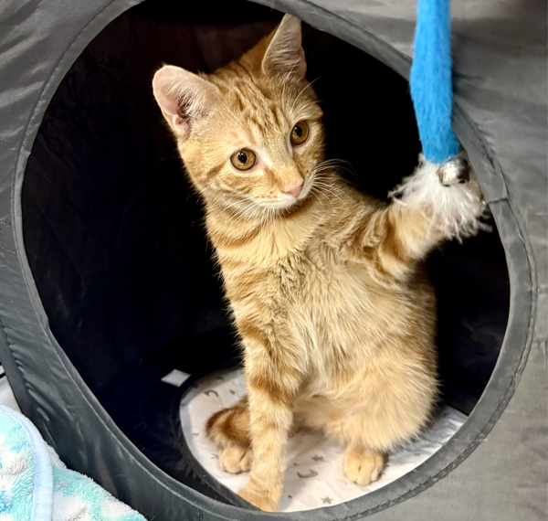 CLAWDE (Bonded with Mousie)