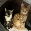 CLAWDE (Bonded with Mousie) - Photo 2