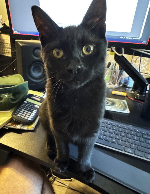 picture of the cat needing adoption