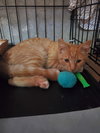 Rupert - Photo 9