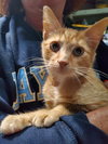 Rupert - Photo 1