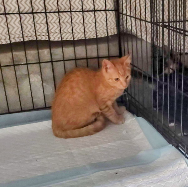 Rupert (Bonded with Twiggy)