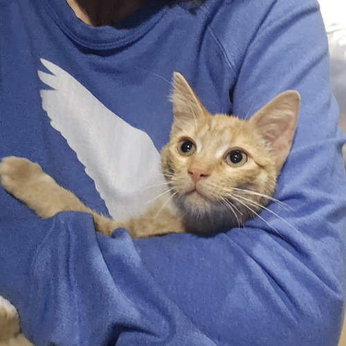 RUPERT - American Shorthair / Tabby available for adoption