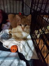 Rupert - Photo 8