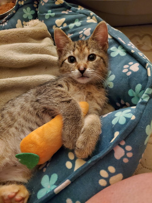 picture of the cat needing adoption