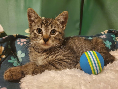picture of the cat needing adoption