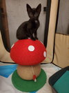 Vito - Photo 1