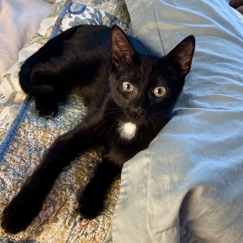 Vito, an adoptable American Shorthair in Flushing, NY