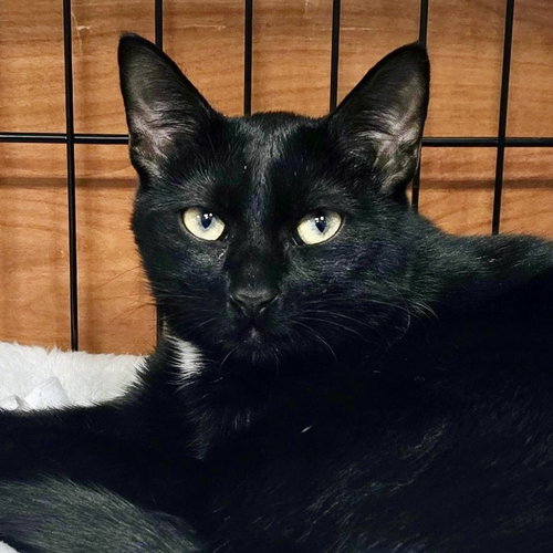 Vito, Baby American Shorthair (short coat), cat for adoption in Danbury, Connecticut