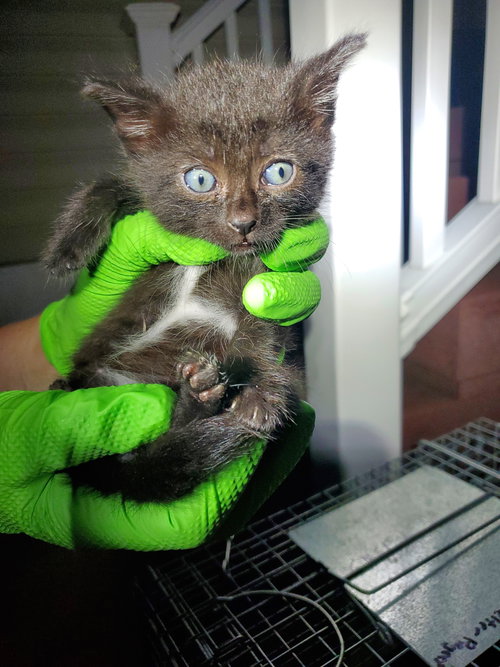 ZITA - American Shorthair available for adoption