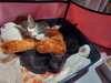 Zita - Photo 3