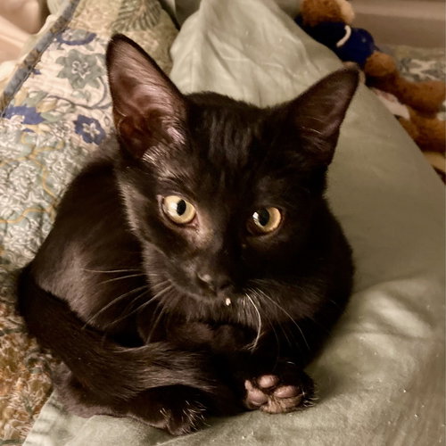 Zita, an adoptable American Shorthair in Flushing, NY