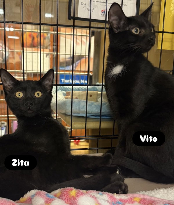 Zita