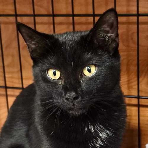 Zita, Baby American Shorthair (short coat), cat for adoption in Danbury, Connecticut