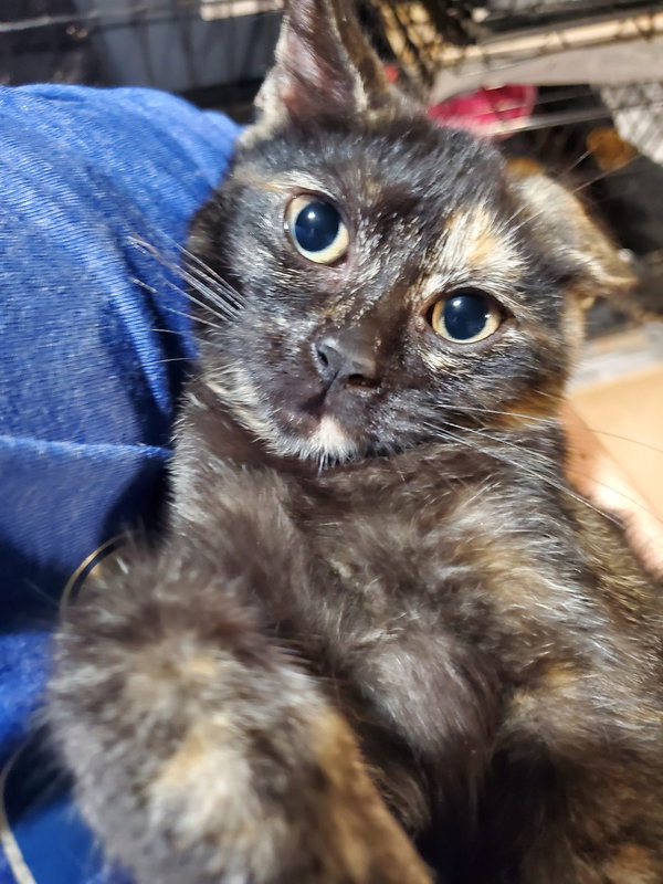 Twiggy (Bonded with Rupert)