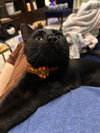 Jiji - Photo 2