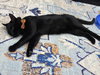 Jiji - Photo 3