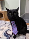 Jiji - Photo 1