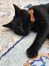 Jiji - Photo 4