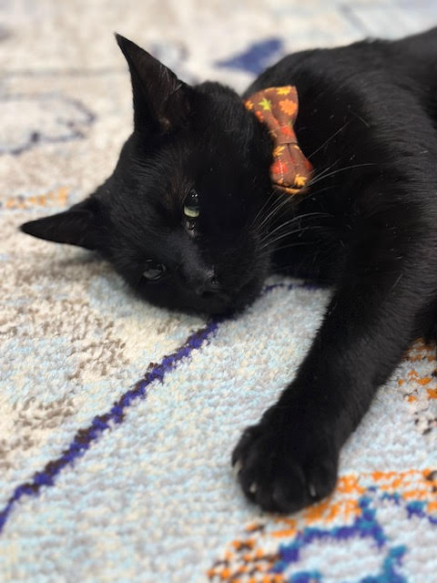 Jiji