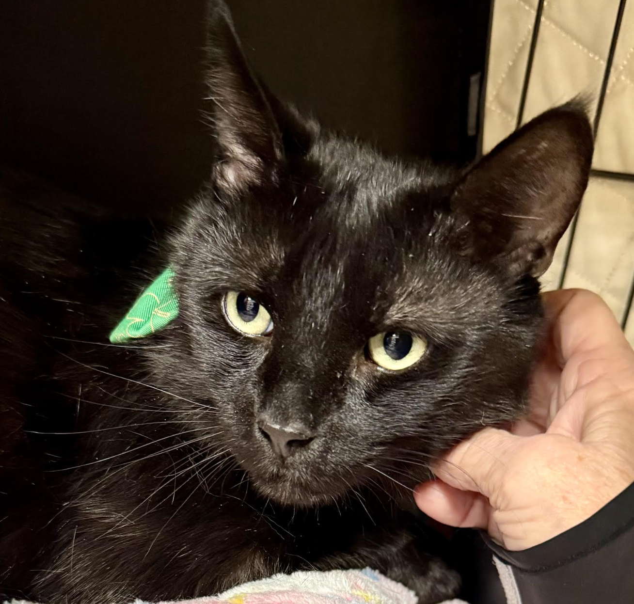 Jiji