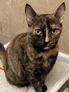 Brownie - Photo 1