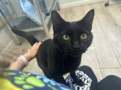 picture of the cat needing adoption