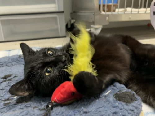 MIDNIGHT - Domestic Short Hair available for adoption