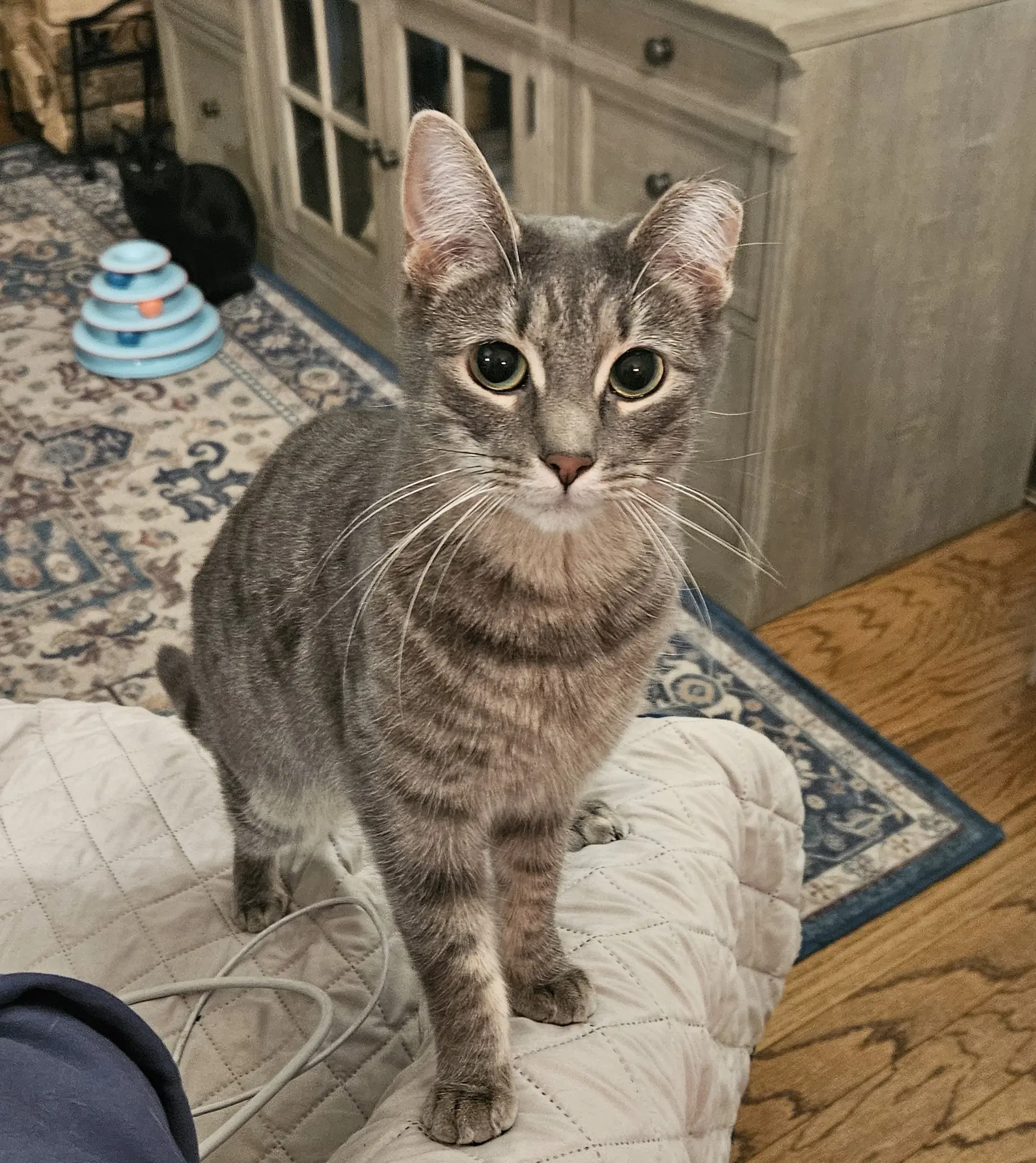 Suzie - Domestic Short Hair
